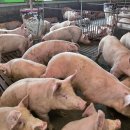 돼지농장 이미지