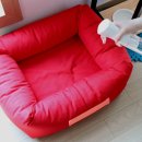 펫 노리터 이미지