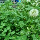 크로바농장 이미지