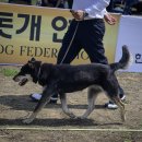 웅암 Daum카페