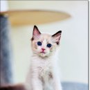 Fall in Rags 이미지