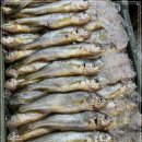 12월 8일(금) 목포는항구다 생선카페 판매생선 [ 파조기(140미), "구입최적기" 대갈치( 3미, 4미, 5미 ) / 곱창김 ] 이미지