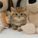 광주강아지분양 고양이분양 미유펫 본점 이미지