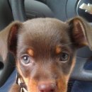 애견세계 이미지