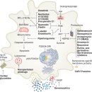 Cellular senescence and senolytics: the path to the clinic 2022 natur 리뷰 이미지