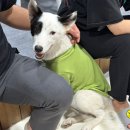 가치있개 | 8월 셋째주 개꿀잼 일상🕊️