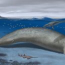"최대 340톤 추정" 고래 화석 나왔다… 대왕고래 제치고 '역사상 가장 무거운' 동물? 이미지
