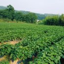 푸른솔 농장 이미지