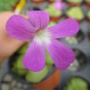 옹기사랑 꽃사랑 이미지