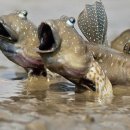 거목식당 이미지