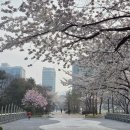 분당구청 앞 문화의 거리 | 출근하면서 봄을 !!