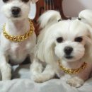 코코부자 이미지