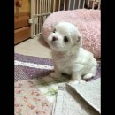 하울링