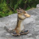 Skateboarding chipmunk 이미지