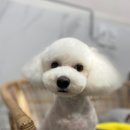 여수죽림동물병원 애견미용실 이미지