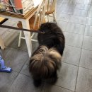 몽글펫살롱 이미지