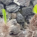 해일월 2호점 이미지