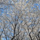 반월놀이공원 | 🌸 [인천 벚꽃 명소] 굴포천역 벚꽃길 실시간 개화 현황 - 2026년 4월 4일 만개 절정!