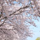 남대천 | 🌸 양양 남대천벚꽃축제 실시간 후기 | 지금 가야 하는 이유