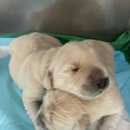 엠케이팀