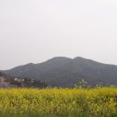 망금봉 Daum카페