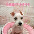 광명시티동물병원 이미지