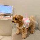 라퓨클레르 동물피부클리닉 이미지