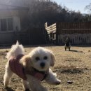 알로하도그 이미지