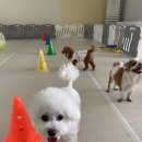 청주 애견유치원 꼬리흔들개Lucky 이미지