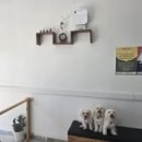 몽몽이발소 이미지