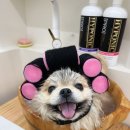 그루밍 타임 | 동탄 애견 미용 &amp; 스파 맛집 쵸쵸그루밍 내돈내맡 솔직 후기