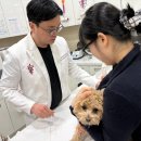 효자 동물병원 이미지