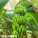 구룡농장 | 전북 익산 카페 가볼만한곳 추천 5곳