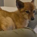 딱지애견샵 이미지