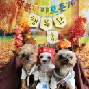 덕분이야모든개 이미지