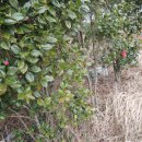 신지면-3 이미지