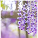 비슬로387길 이미지