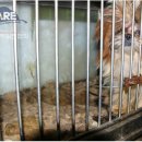 방치된 상태로 죽어가는 판매업소의 동물들 이미지
