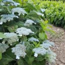 감로농장 이미지