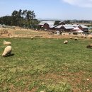 상하고향목장 이미지