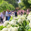 수국정원 이미지