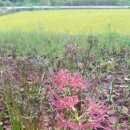 대마보건지소 이미지