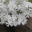 들꽃펜션 이미지