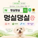 까다로운 강아지 기호성 좋은 간식 사료 직접 테스트 후기 멍실댕실