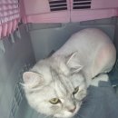 멍이살롱 이미지