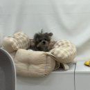 윙크 안산중앙점 | 강아지 프로필 사진 네컷사진 맛집 안산 반려동물 사진관 모푸모푸 스튜디오