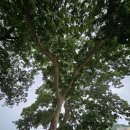 암태 송곡우실 이미지