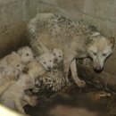 사체농장 이미지