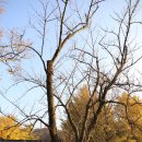 관음사의 왕벚나무자생지 이미지