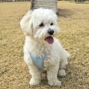 월드컵인라인스케이트장 | 소심한 반려견과 놀기 좋은 강서구 히든 스팟, 안양천 반려견 쉼터